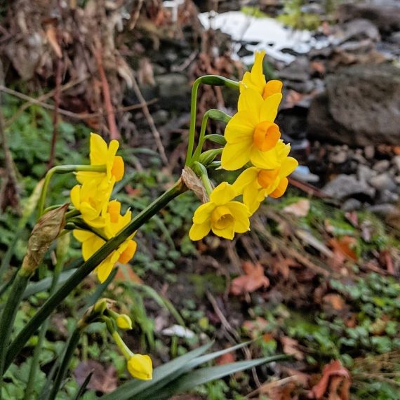 Bunchflower Daffodil (<em>Narcissus tazetta ssp. aureus</em>)