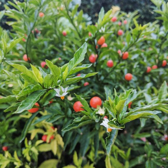 Madeira Winter Cherry (<em>Solanum pseudocapsicum</em>)