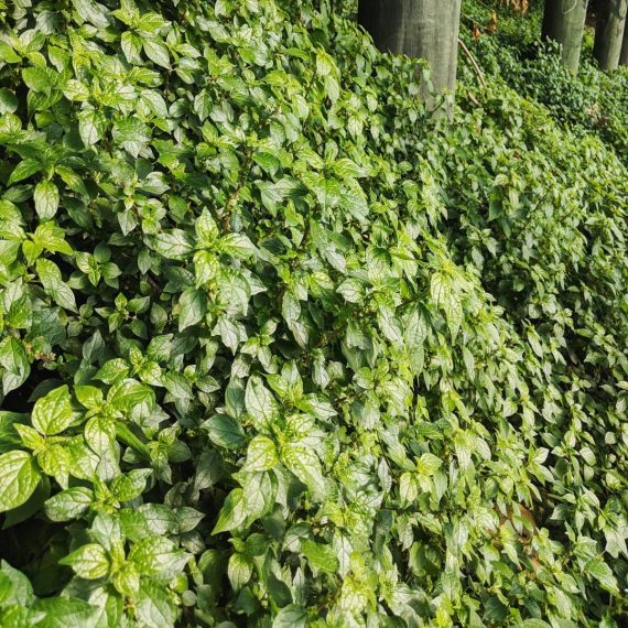Wall Pellitory (<em>Parietaria judaica</em>)