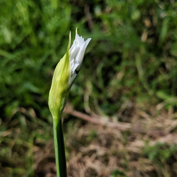 Angled Onion (Allium triquetrum) Weeds of Melbourne
