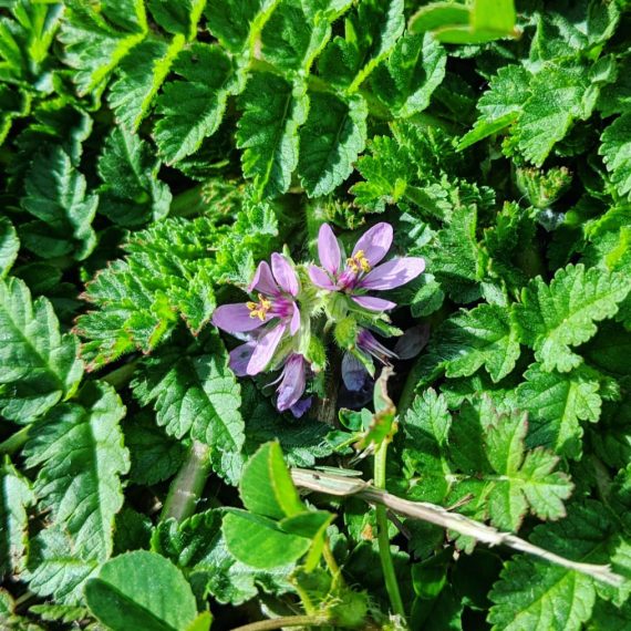 Musk Storksbill (<em>Erodium moschatum</em>)