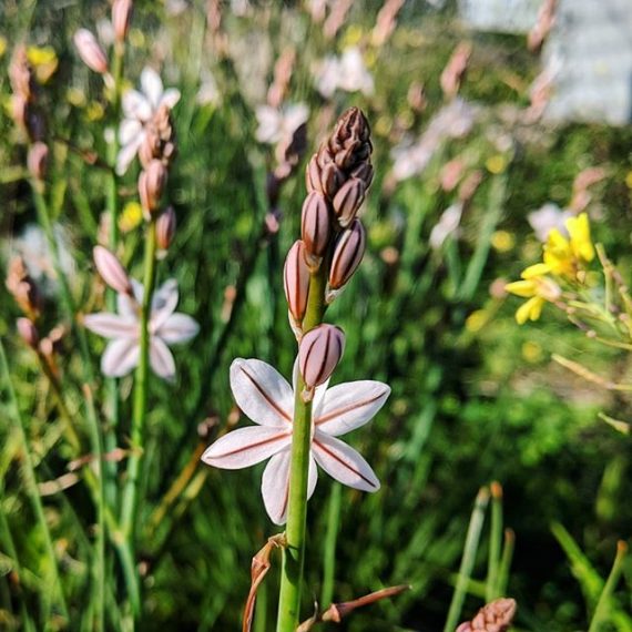 Onion Weed (Asphodelus fistulosus) Weeds of Melbourne