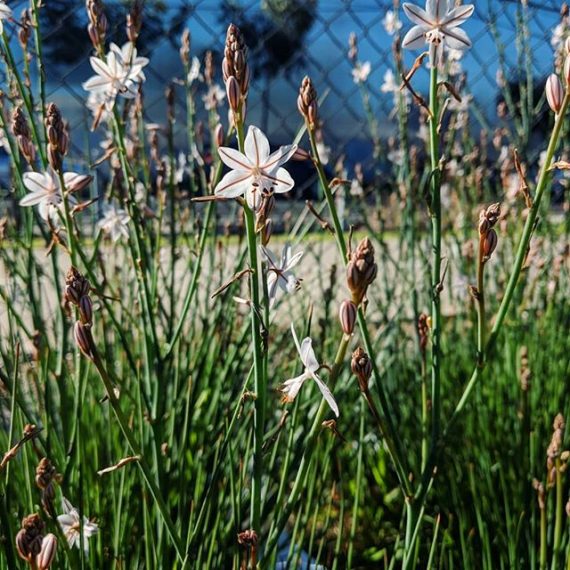 Onion Weed (Asphodelus fistulosus) Weeds of Melbourne