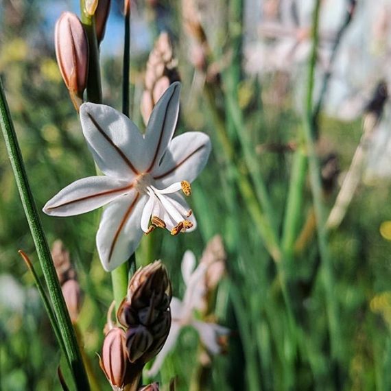 Onion Weed (Asphodelus fistulosus) Weeds of Melbourne