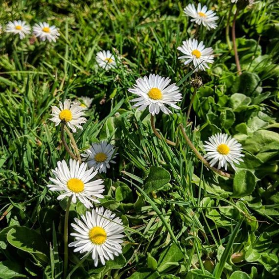 English Daisy (Bellis perennis) – Weeds of Melbourne