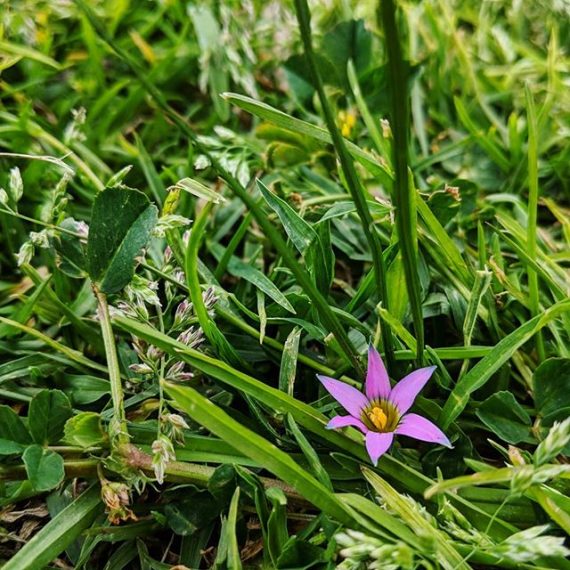 Oniongrass (Romulea rosea) Weeds of Melbourne