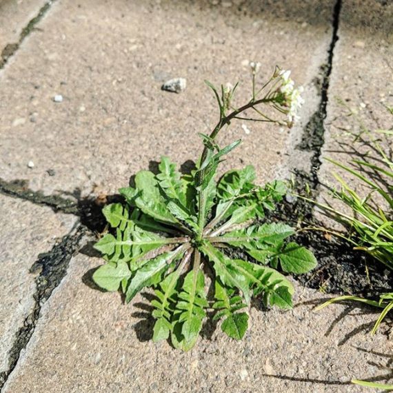 Shepherd’s Purse (Capsella bursapastoris) Weeds of Melbourne