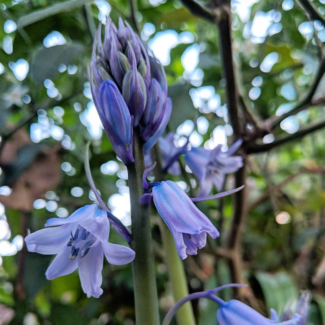 Spanish Bluebells (<em>Hyacinthoides hispanica</em>)