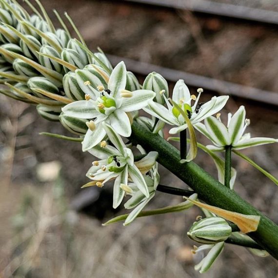 Pregnant Onion (Albuca bracteata) Weeds of Melbourne
