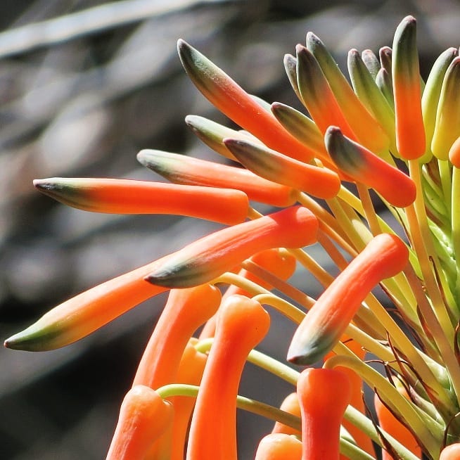 Soap Aloe (<em>Aloe maculata</em>)