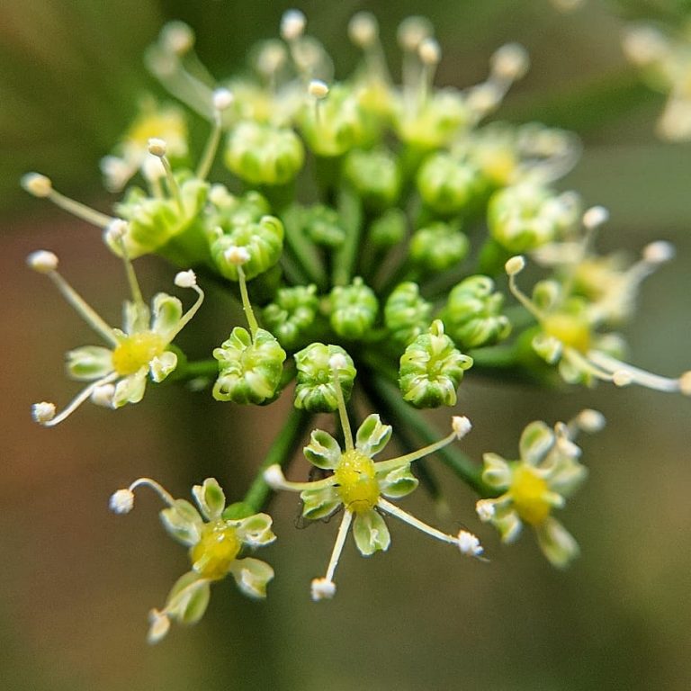 Parsley (Petroselinum crispum) Weeds of Melbourne