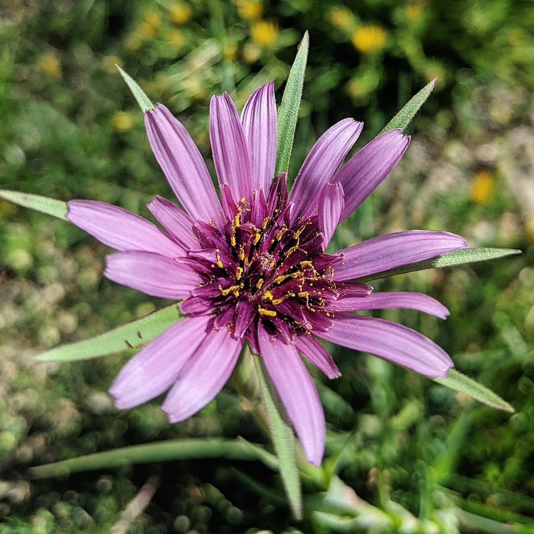 Purple Salsify (<em>Tragopogon porrifolius</em>)