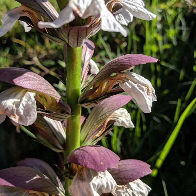 Bear’s Breeches, Oyster Plant (Acanthus mollis) Weeds of Melbourne