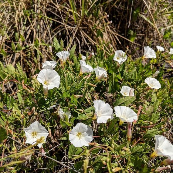 Common or Field Bindweed (Convolvulus arvensis) Weeds of Melbourne
