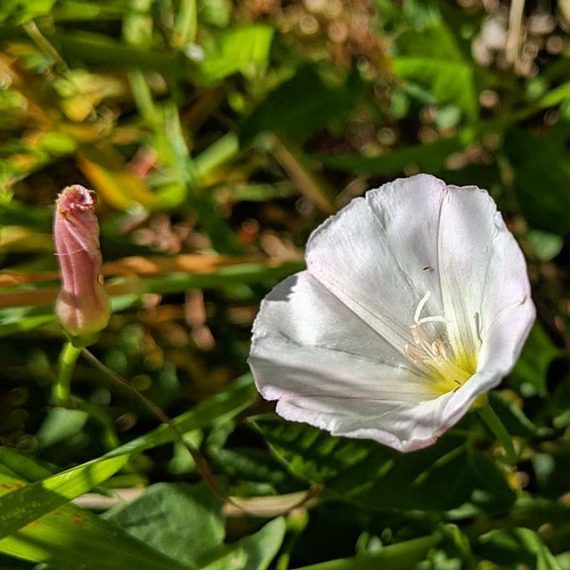 Common or Field Bindweed (Convolvulus arvensis) Weeds of Melbourne