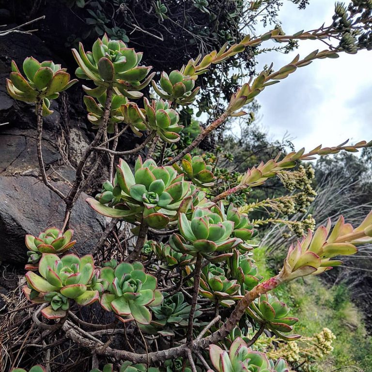 Pinwheel Aeonium (Aeonium haworthii) &ndash; Weeds of Melbourne