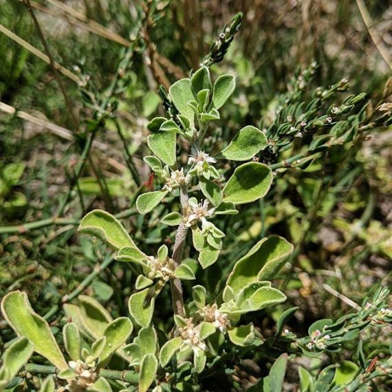 Coastal Galenia, Blanket Weed, Carpet Weed (Galenia pubescens) Weeds of Melbourne