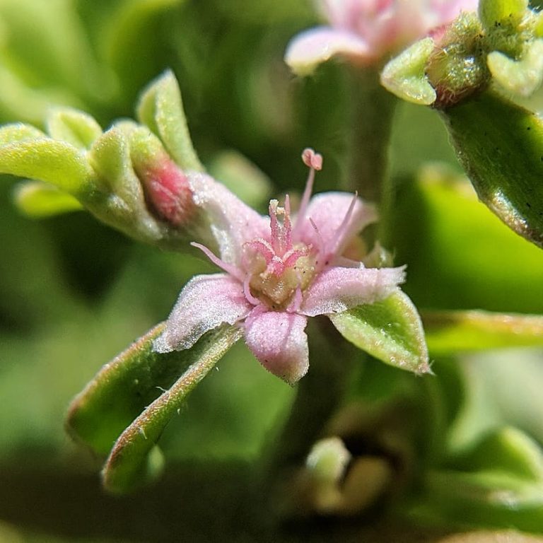 Coastal Galenia, Blanket Weed, Carpet Weed (Galenia pubescens) Weeds