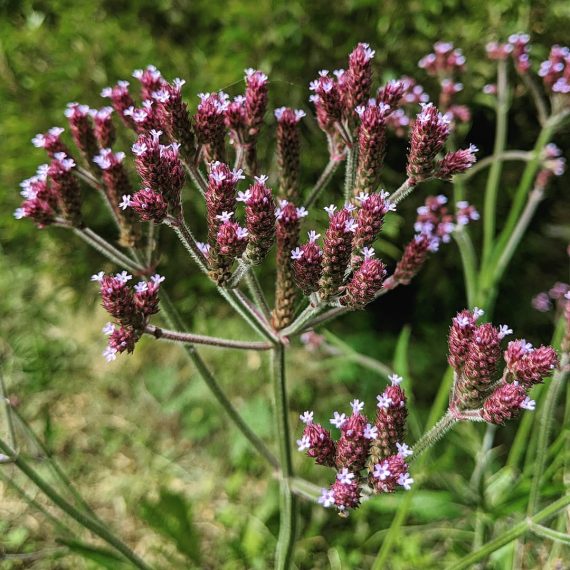 Purple-top (<em>Verbena bonariensis</em>)