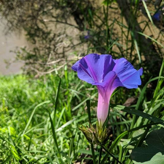 Blue Morning Glory (Ipomoea indica) Weeds of Melbourne