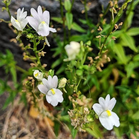 Nemesia hybrid cultivars (Nemesia cv.) Weeds of Melbourne