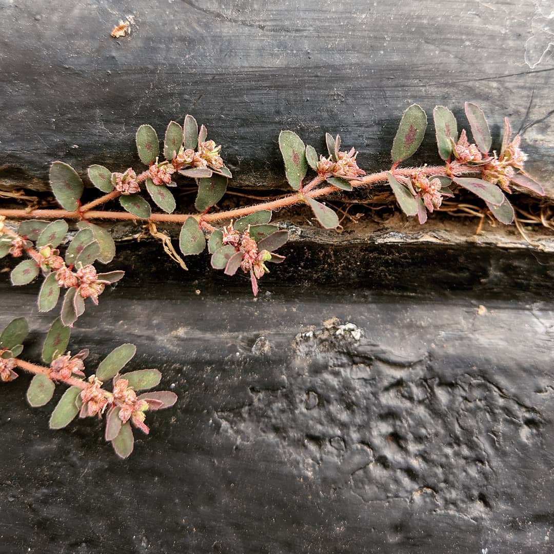 Spotted Spurge (<em>Euphorbia maculata</em>)