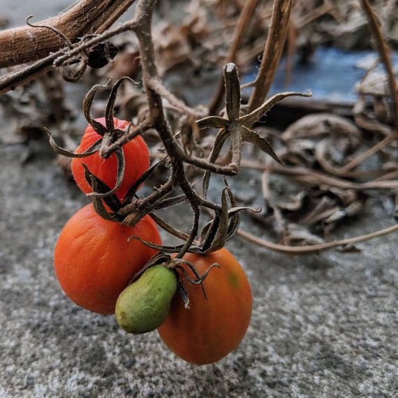 Tomato (<em>Solanum lycopersicum</em>)