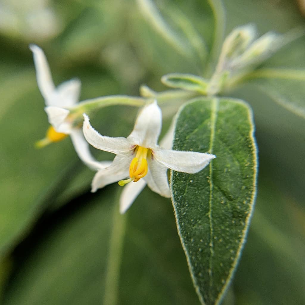 Whitetip Nightshade (<em>Solanum chenopodioides</em>)