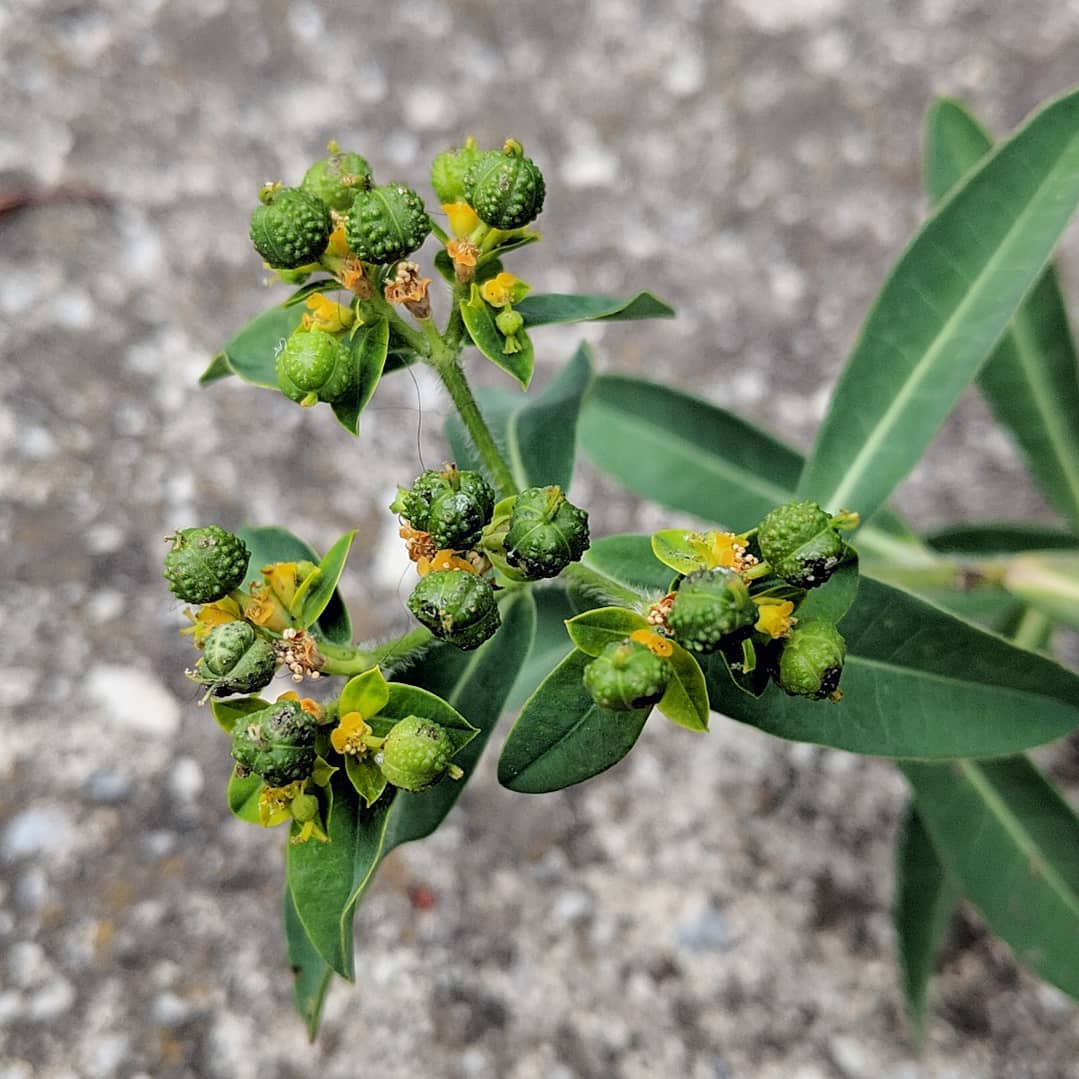 Balkan Spurge (<em>Euphorbia oblongata</em>)