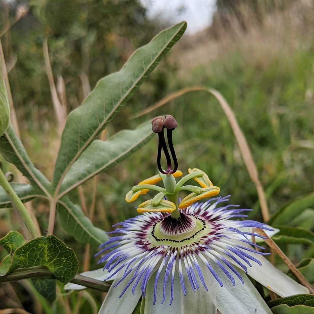 Blue Passionflower (<em>Passiflora caerulea</em>)