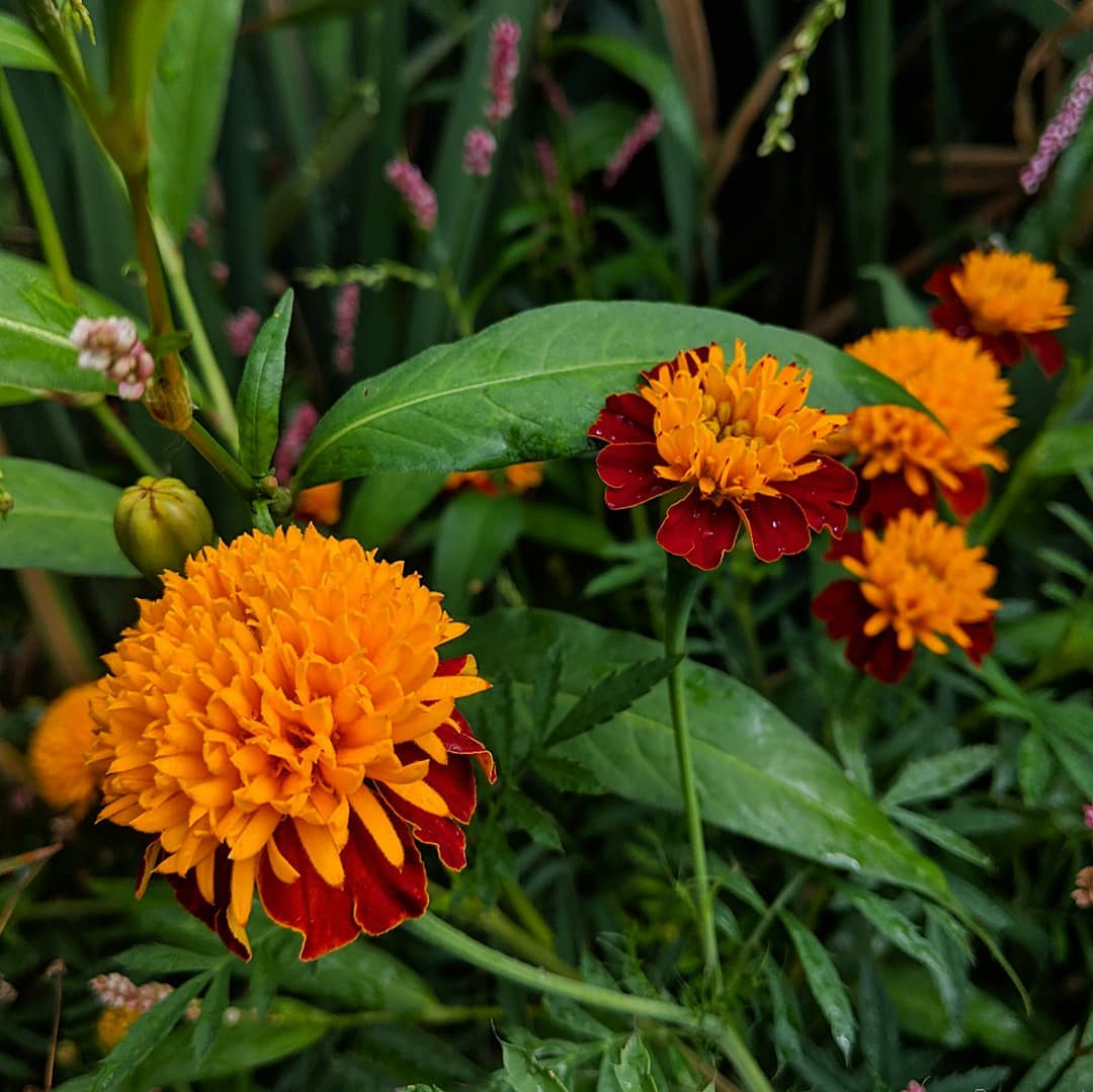 Mexican Marigold (<em>Tagetes erecta syn T. patula</em>)