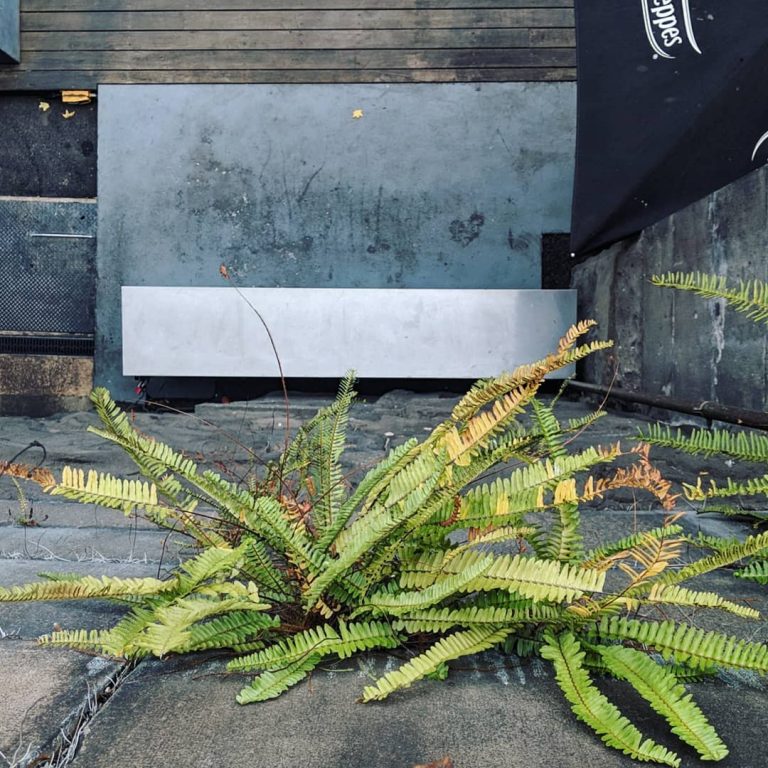 Sword or Fishbone Fern (Nephrolepis cordifolia) – Weeds of Melbourne