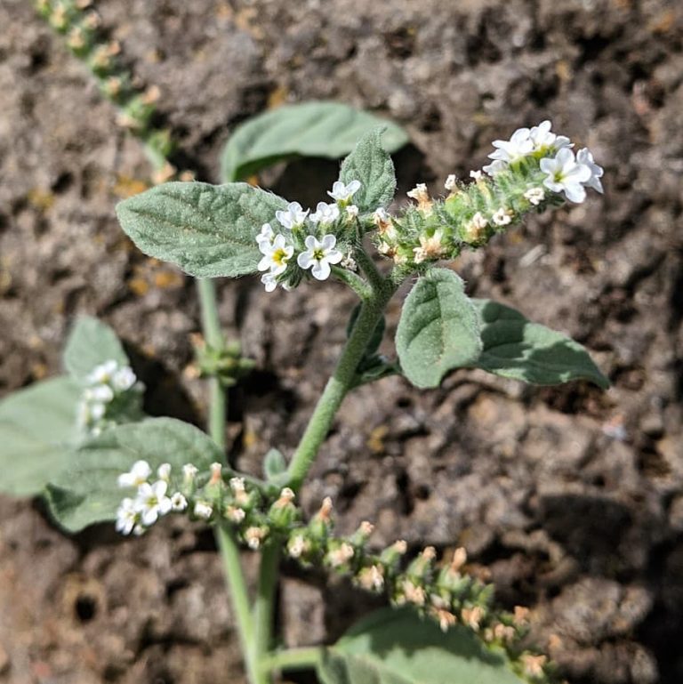 Common Heliotrope or Potato Weed (Heliotropium europaeum) Weeds of