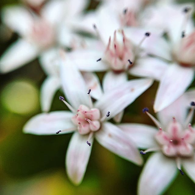 Jade (Crassula ovata) – Weeds of Melbourne