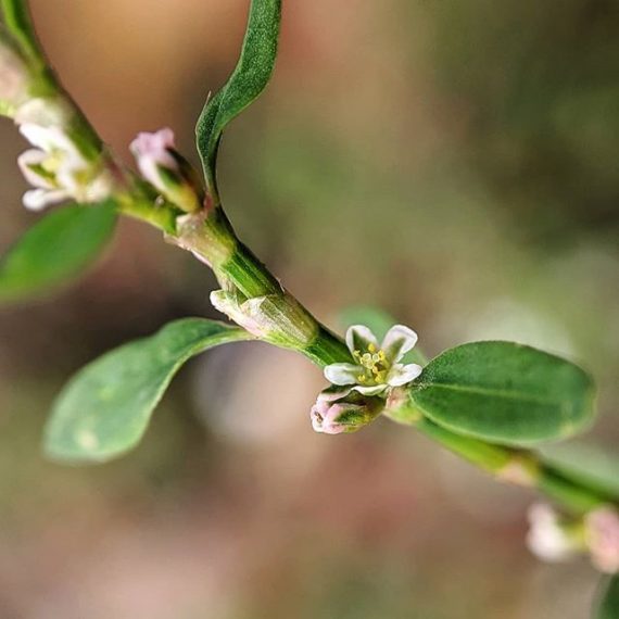 wireweed-or-hogweed-polygonum-aviculare-weeds-of-melbourne