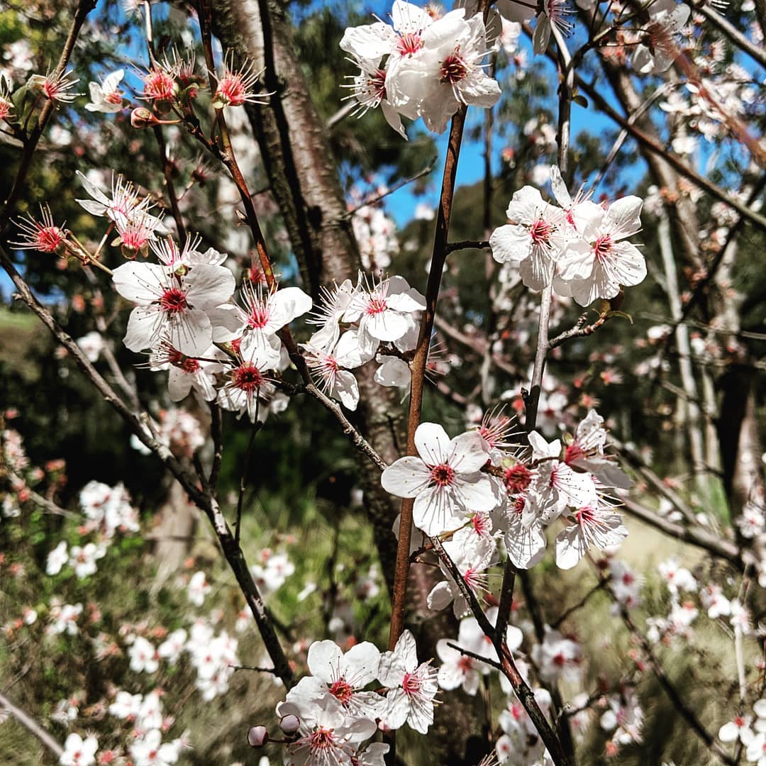 Cherry Plum (<em>Prunus cerasifera</em>)