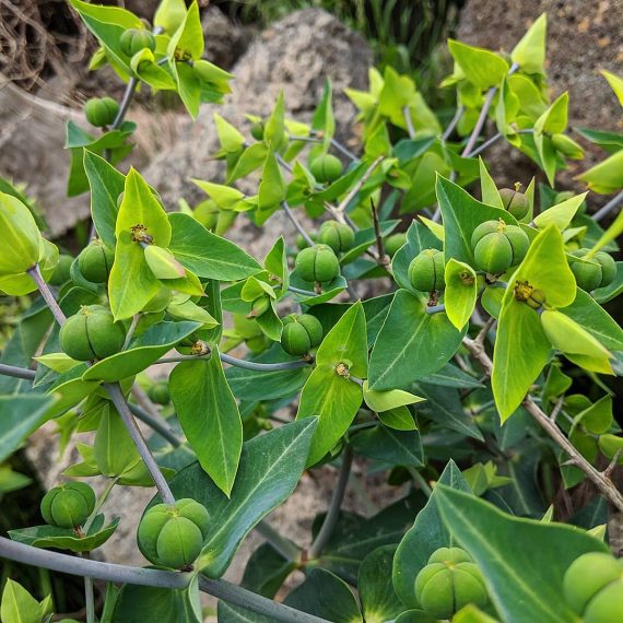 Caper Spurge (<em>Euphorbia lathyris</em>)