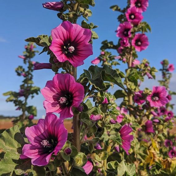 Tree Mallow (Malva arborea) Weeds of Melbourne