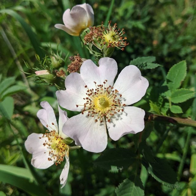 Sweet Briar (Rosa rubiginosa) Weeds of Melbourne
