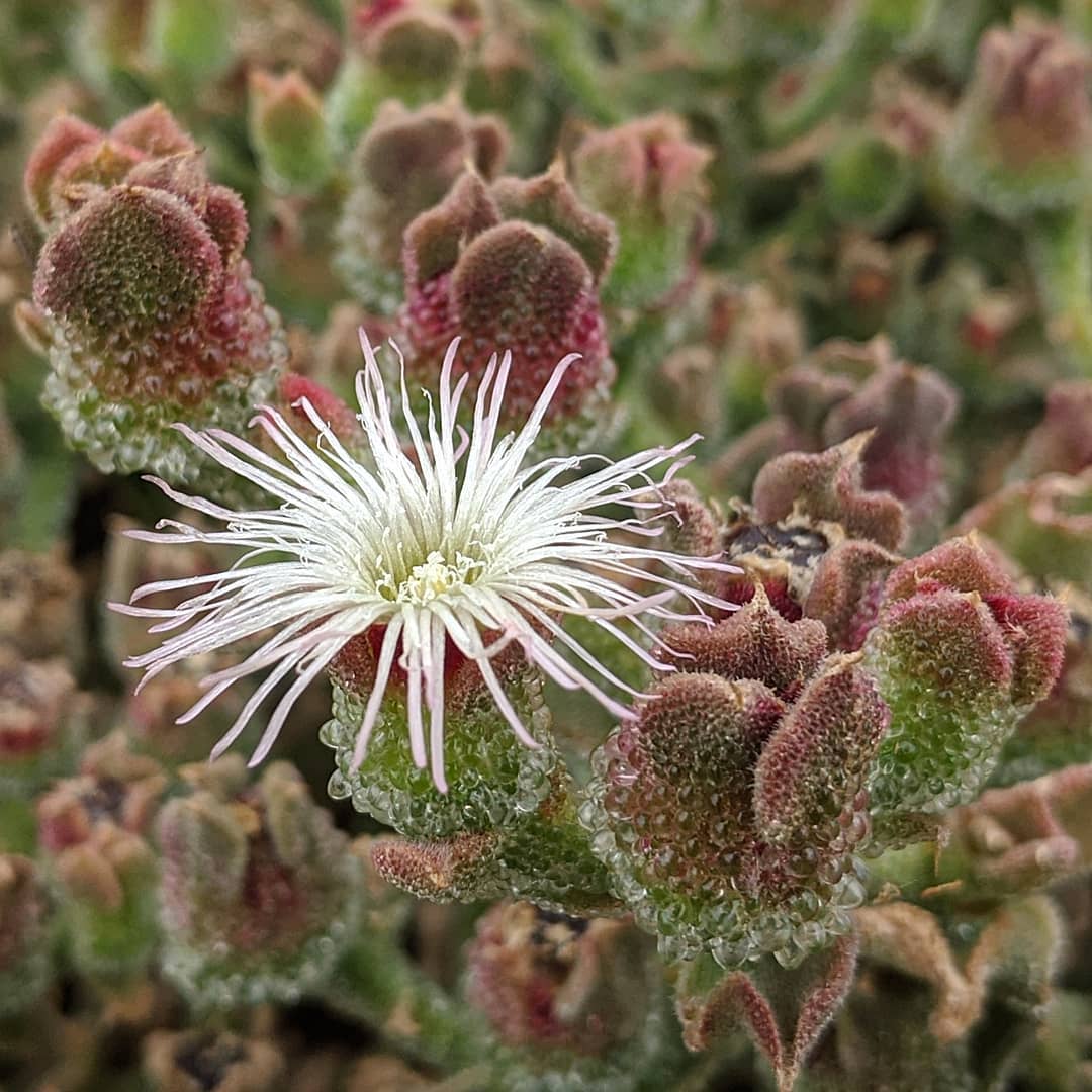 Common Ice-plant (<em>Mesembryanthemum crystallinum</em>)