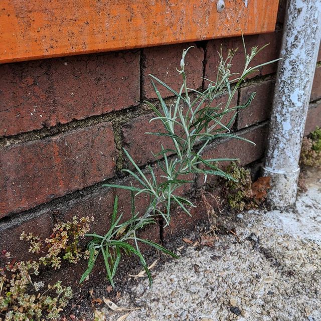 Cotton Fireweed (Senecio quadridentatus) – Weeds of Melbourne