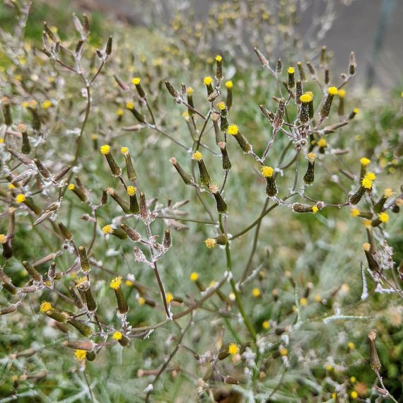 Cotton Fireweed (<em>Senecio quadridentatus</em>)