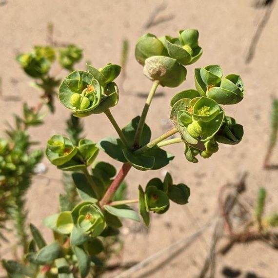 sea-spurge-euphorbia-paralias-weeds-of-melbourne