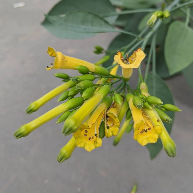 Tree Tobacco (Nicotiana glauca) Weeds of Melbourne
