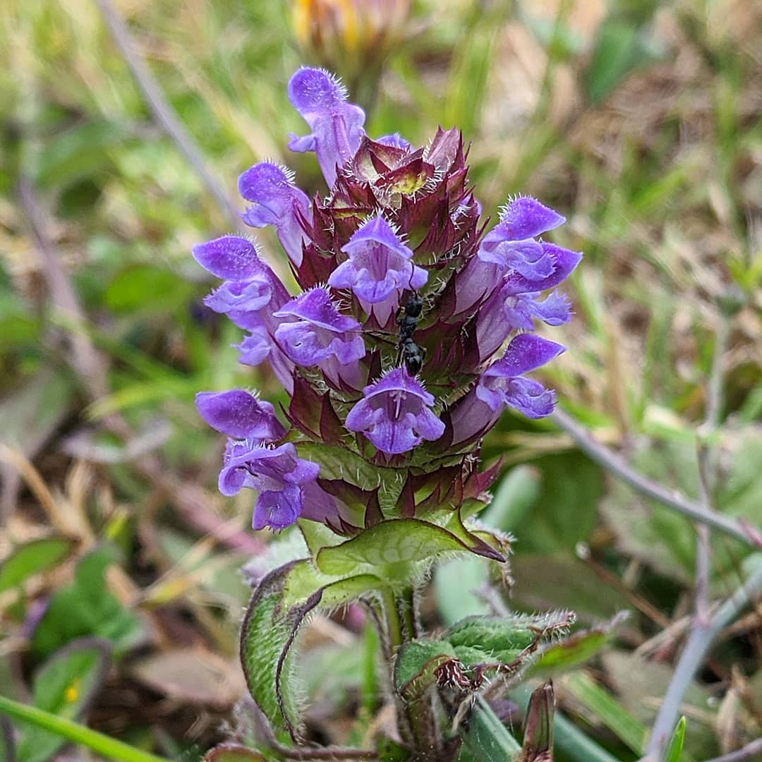 Self Heal Plant Gutetutor