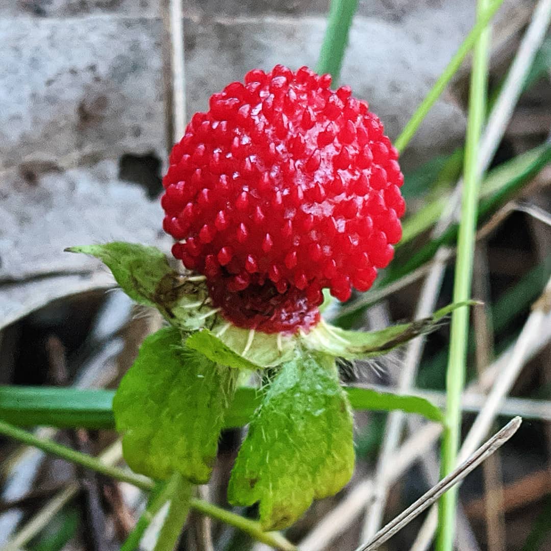 False Strawberry (<em>Potentilla indica</em>)