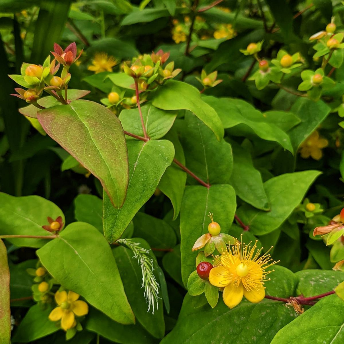 Tutsan (Hypericum androsaemum) – Weeds of Melbourne