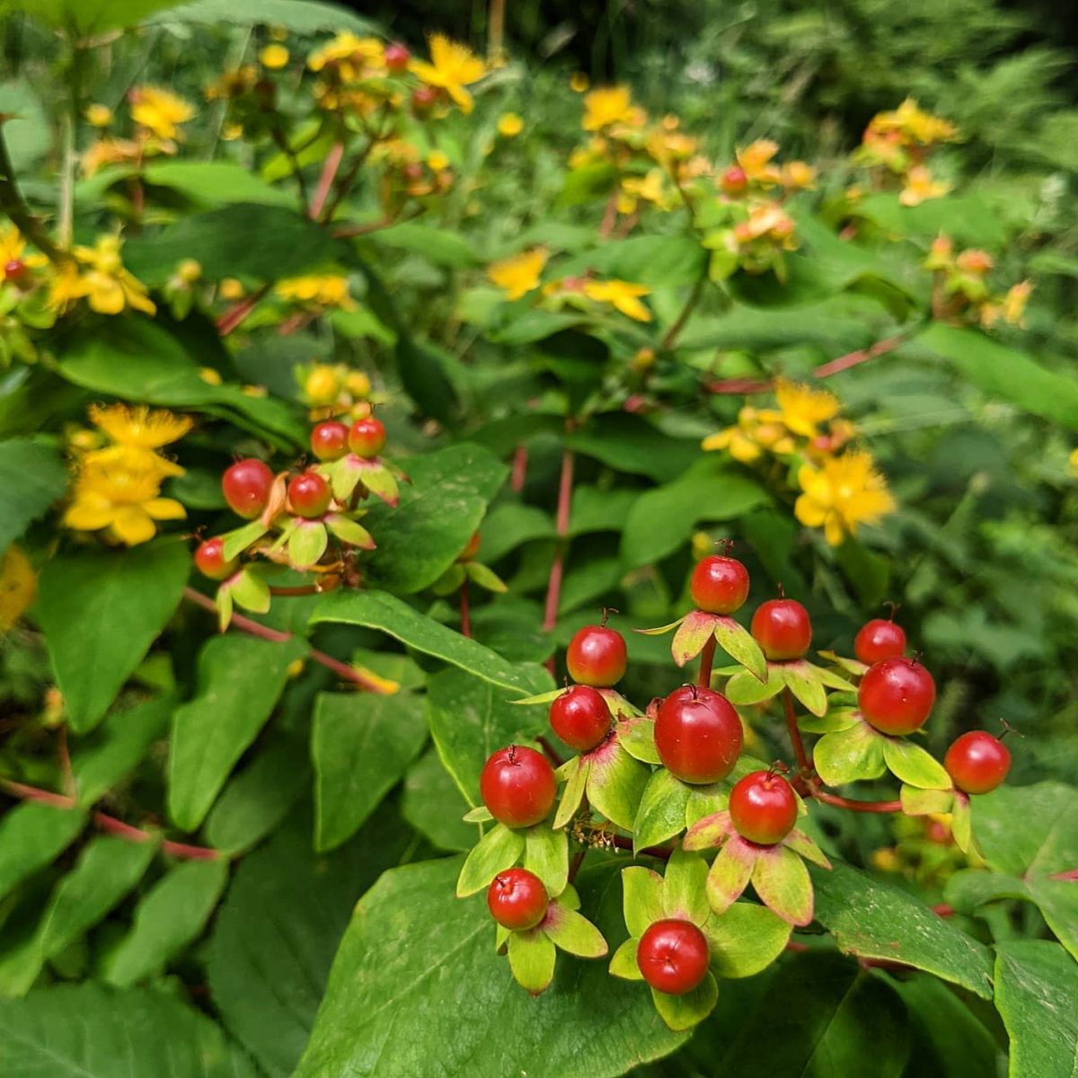 Tutsan (Hypericum androsaemum) – Weeds of Melbourne