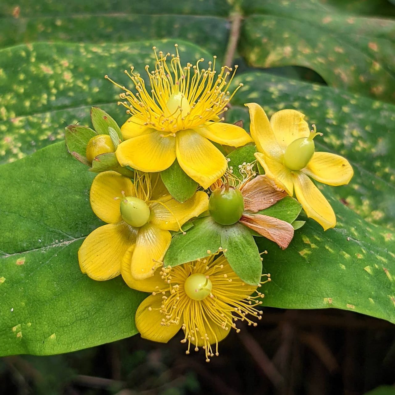 Tutsan (Hypericum androsaemum) – Weeds of Melbourne