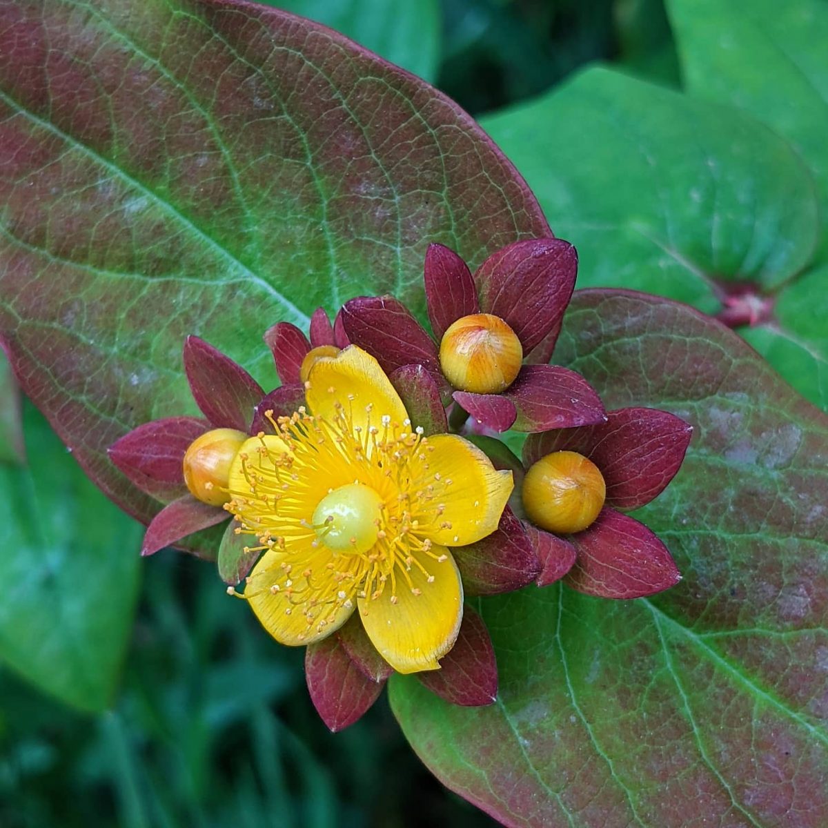 Tutsan (Hypericum androsaemum) – Weeds of Melbourne